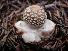 Amanita brunnescens