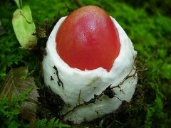 Amanita jacksonii