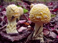 Amanita muscaria var. formosa