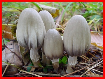 Image - Photo of the poisonous Scaly Inky Cap mushroom (Coprinus variegatus)