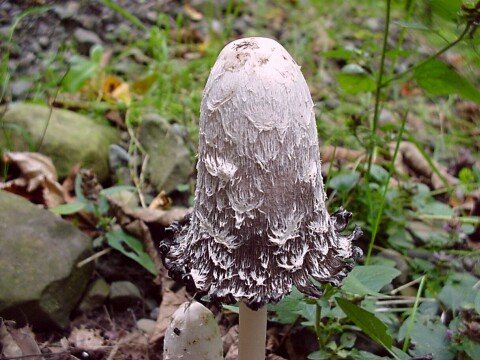 Image - Photo of the edible Shaggy Mane mushroom (Coprinus comatus)