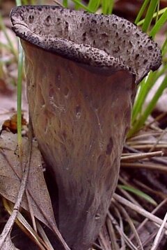 Image - Photo of the edible Black Trumpet mushroom (Craterellus fallax)