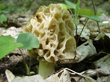 image - Photo of the edible Yellow Morel (Morchella esculenta)