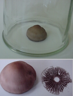 Illustration: photo of the process of making a spore print to determine spore print color.