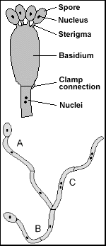 Illustration: basidium, sterigmata, spores, hyphae