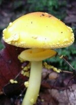 Illustration: photo of Amanita flavoconia.