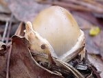 Illustration: photo of Amanita fulva emerging from the universal veil or volva