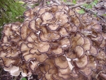 Illustration: photo of the Hen of the Woods mushroom (Grifola frondosa)