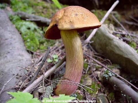 Red-pored Bolete (Boletus subvelutipes)