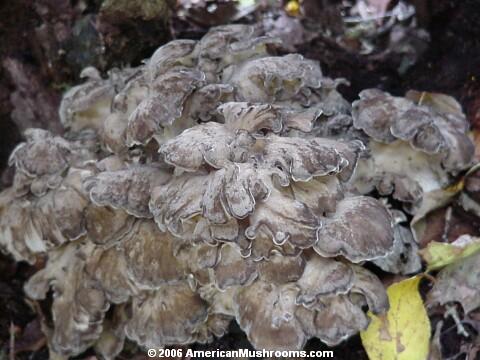 image - photo of the Hen of the Woods, Sheepshead, or Maitake mushroom (Grifola frondosa)