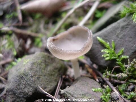 Stalked Helvella (Helvella sp.)