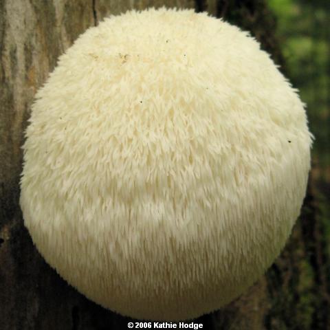 Image - Photo of Bearded Tooth mushroom (Hericium erinaceus)