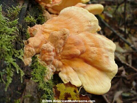 Image - Photo of the Sulphur Shelf or Chicken Mushroom (Laetiporus sulphureus)