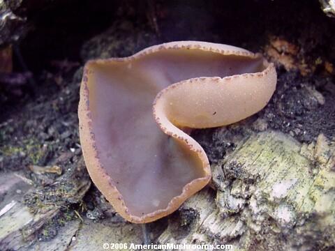 Brown Cup (Peziza praetervisa)